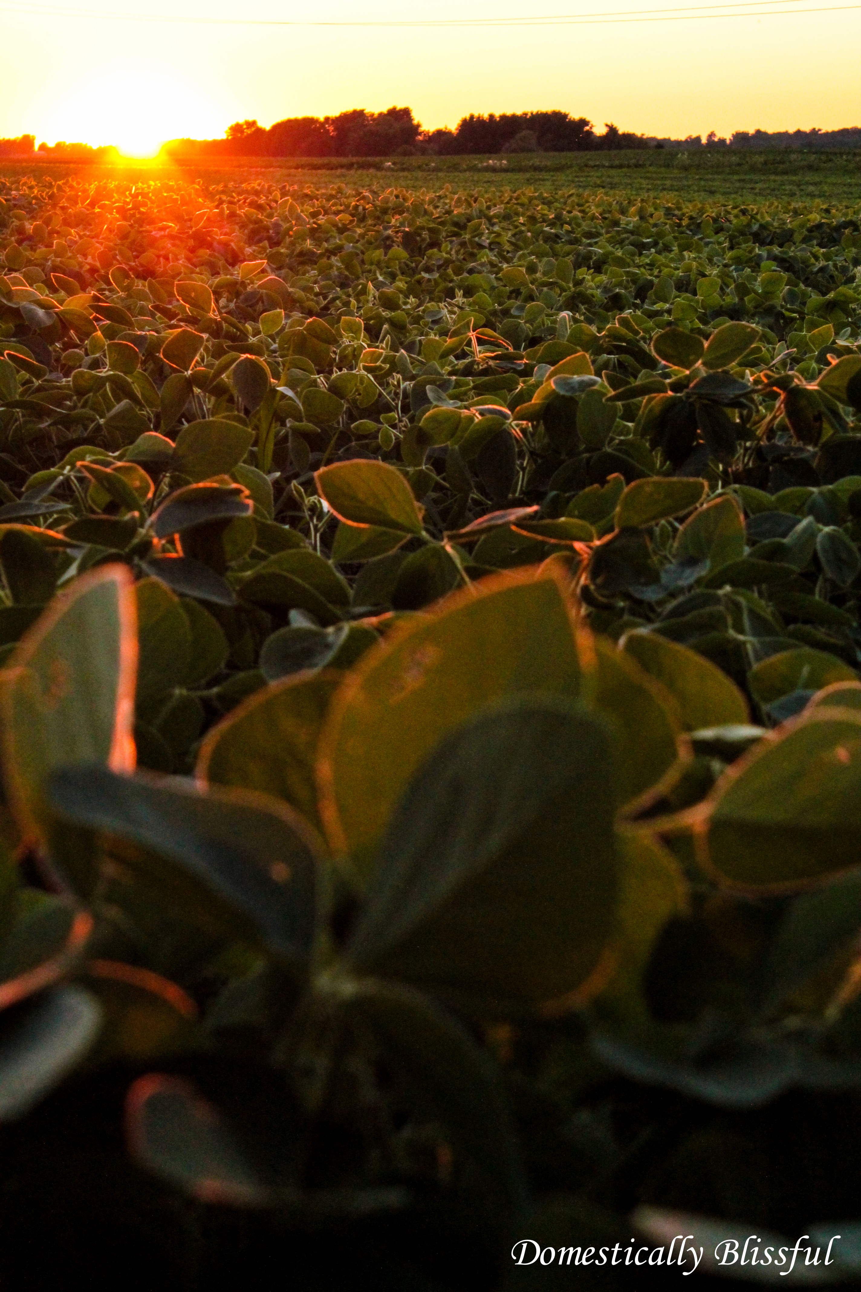 Sunset on the Ohio Farm