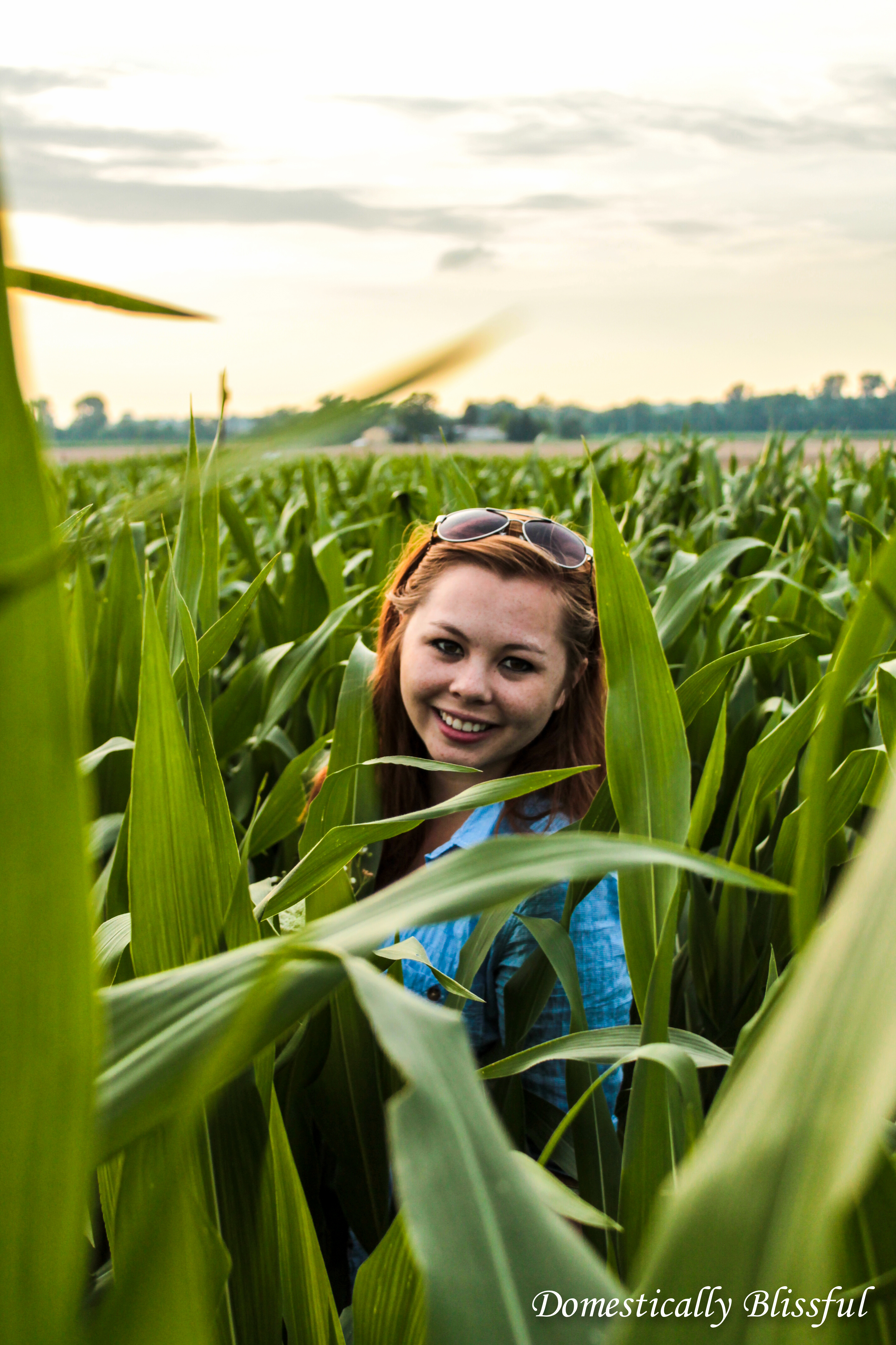 Tall Corn in Ohio